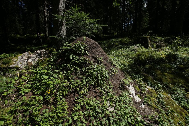 Natural World - Terra Mater: Die Superkolonie - Waldameisen ganz groß - Filmfotos
