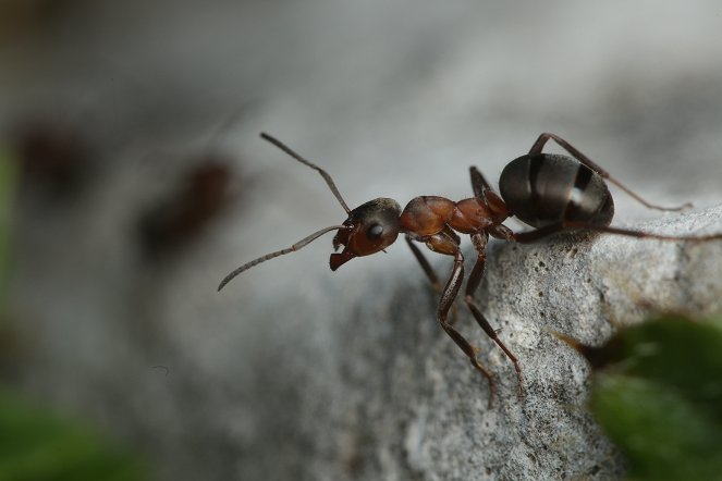 The Natural World - Attenborough and the Empire of the Ants - Film