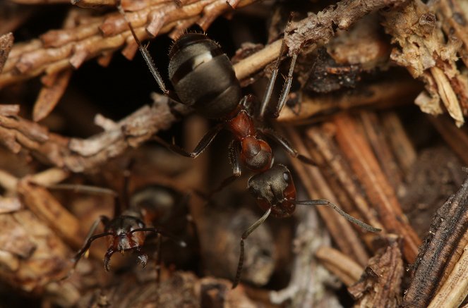 Svět přírody - David Attenborough: Mravenčí hora - Z filmu