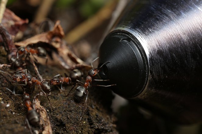 Svět přírody - David Attenborough: Mravenčí hora - Z filmu