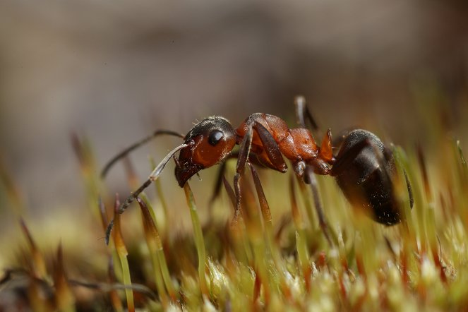 The Natural World - Season 36 - Attenborough ja muurahaispesä - Kuvat elokuvasta