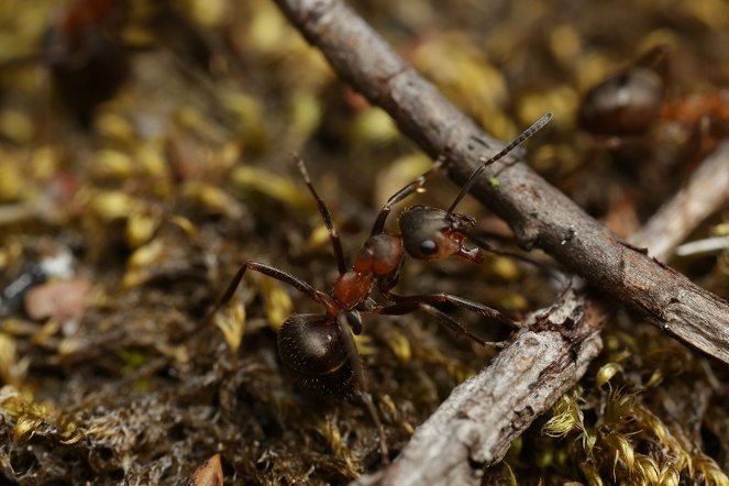 The Natural World - Season 36 - Attenborough and the Empire of the Ants - Z filmu