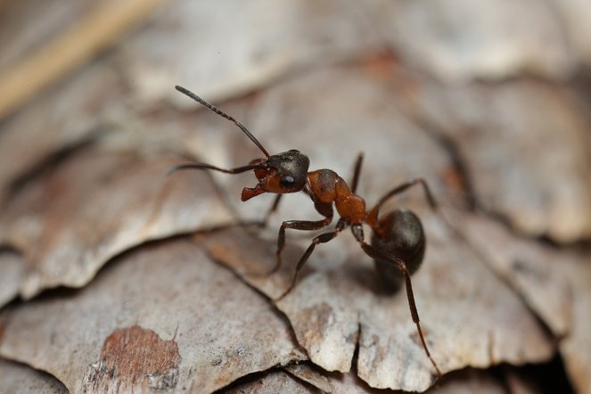 The Natural World - Attenborough and the Empire of the Ants - De la película