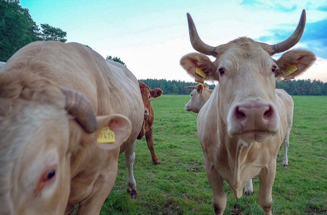 Rinder für den Orient - Wenn der Tierschutz an EU-Grenzen endet - Van film