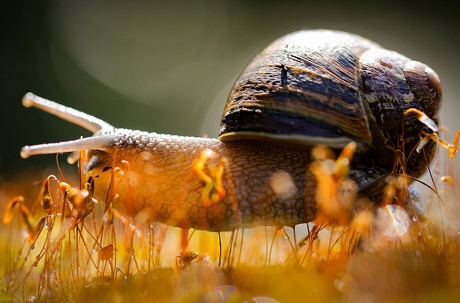 Ein Jahr in Irlands Natur - Filmfotos