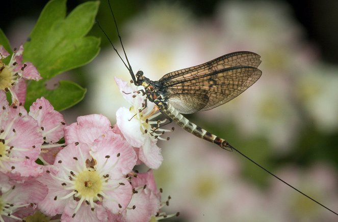 A Wild Irish Year - Photos