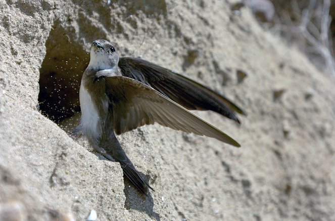 A Wild Irish Year - Photos