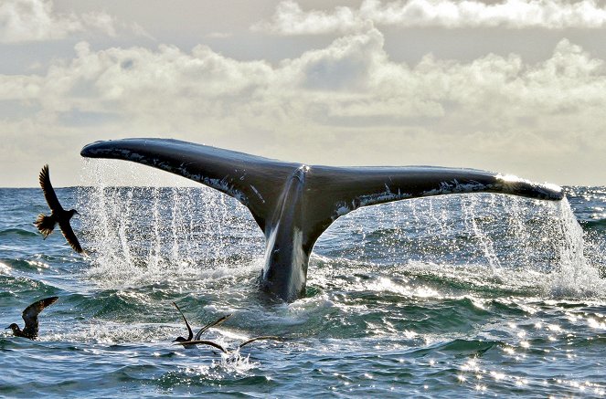 A Wild Irish Year - Photos