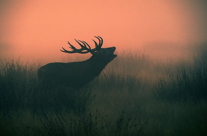 A Wild Irish Year - Filmfotók