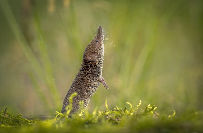 A Wild Irish Year - Filmfotók