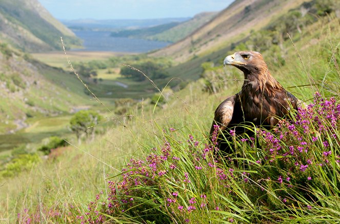 A Wild Irish Year - Z filmu