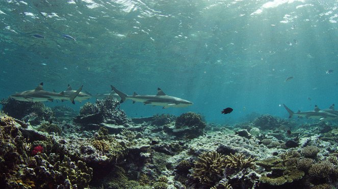 The Great Barrier Reef: A Living Treasure - Van film