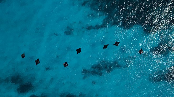Velký bariérový útes: Živý poklad - Z filmu
