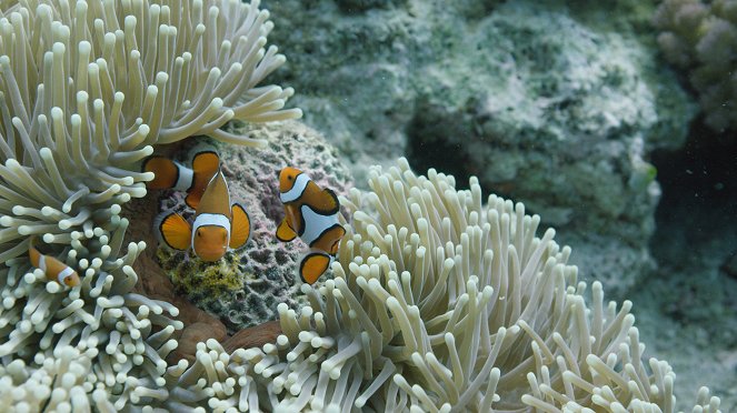 The Great Barrier Reef: A Living Treasure - Z filmu