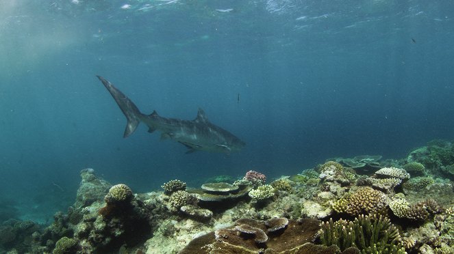 The Great Barrier Reef: A Living Treasure - Z filmu