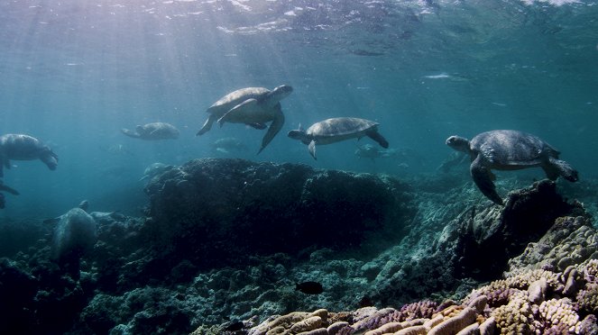 A Nagy-korallzátony: Egy élő kincs - Filmfotók