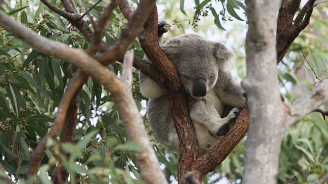 The Great Barrier Reef: A Living Treasure - Photos