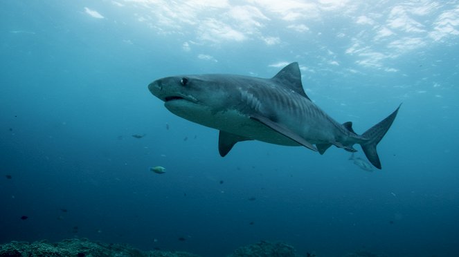 The Great Barrier Reef: A Living Treasure - Z filmu