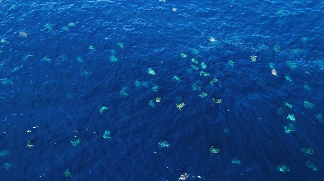 The Great Barrier Reef: A Living Treasure - Film