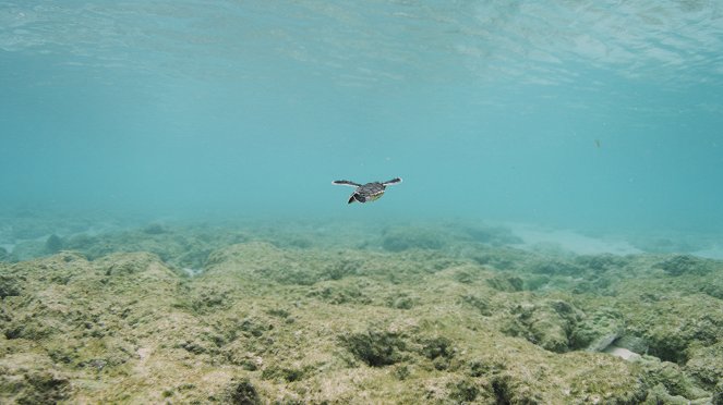 A Nagy-korallzátony: Egy élő kincs - Filmfotók