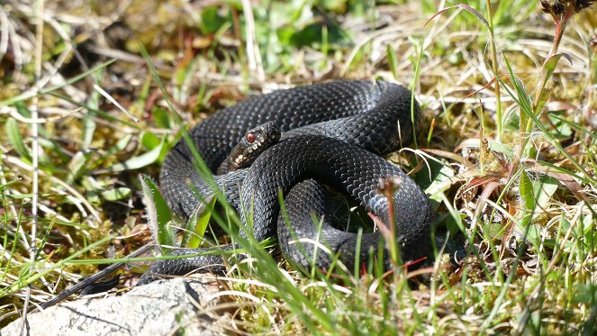 Pia und die wilden Tiere - Photos