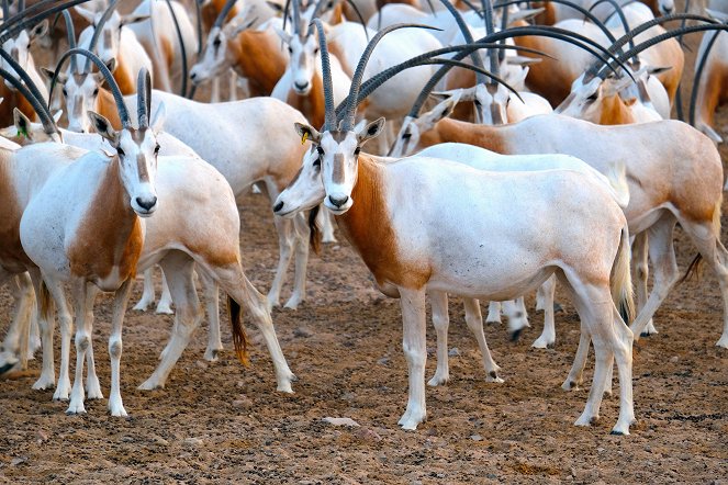 Oasis of the Arabian Oryx - Abu Dhabi's Desert Island - Photos