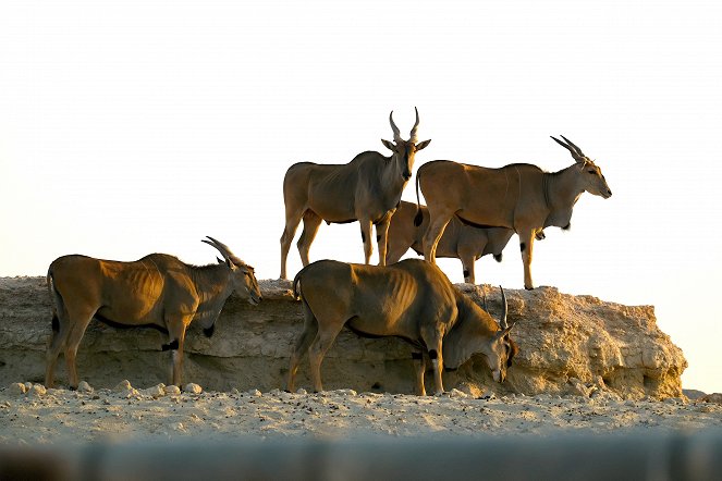 Oasis of the Arabian Oryx - Abu Dhabi's Desert Island - Photos