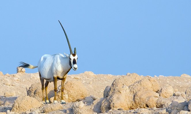 Insel der weißen Antilope - Filmfotók