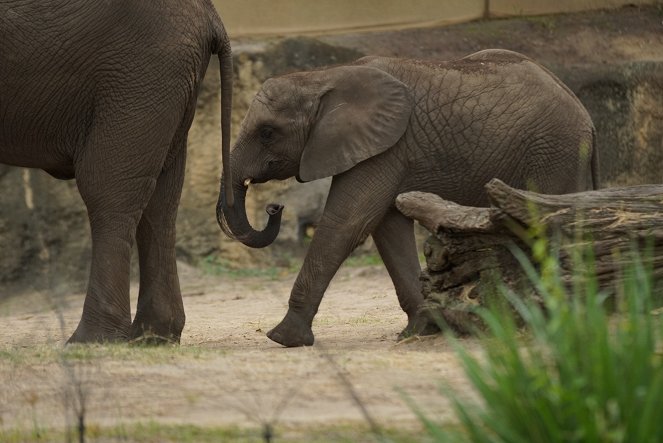 Magic of Disney's Animal Kingdom - Do filme