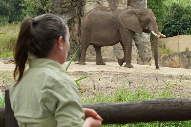 Magic of Disney's Animal Kingdom - Photos