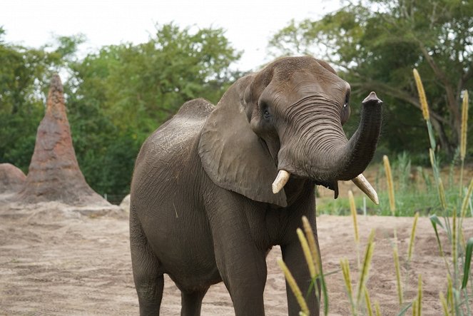 Magic of Disney's Animal Kingdom - De la película