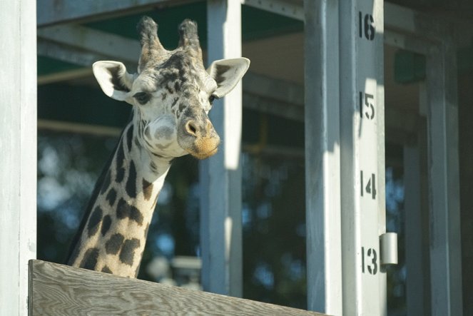 Magic of Disney's Animal Kingdom - Do filme