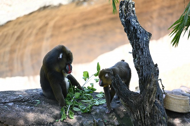 Magic of Disney's Animal Kingdom - Photos