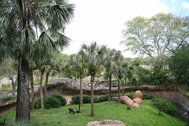 Die Magie von Disney's Animal Kingdom - Filmfotos