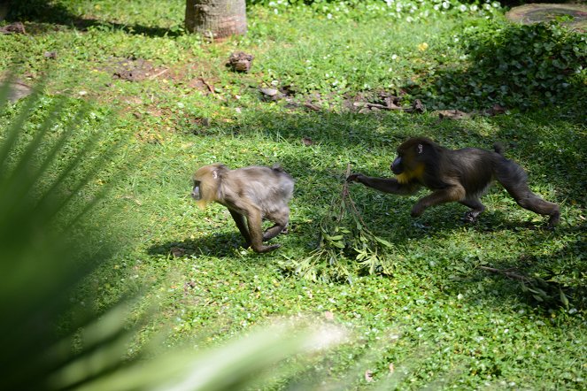 Magic of Disney's Animal Kingdom - Photos