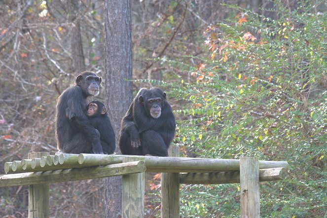 Vítejte u šimpanzů - Z filmu