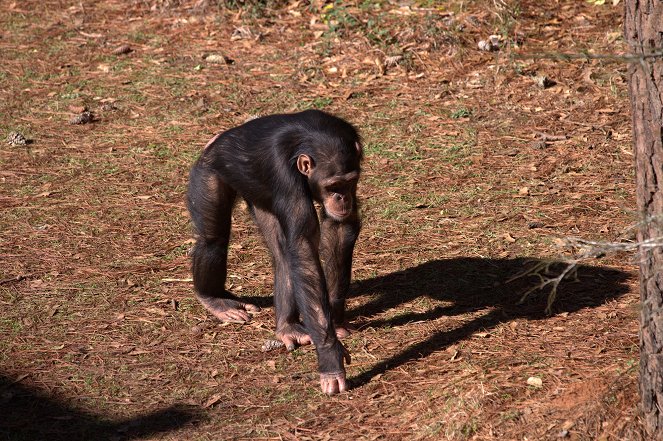 Meet the Chimps - Do filme
