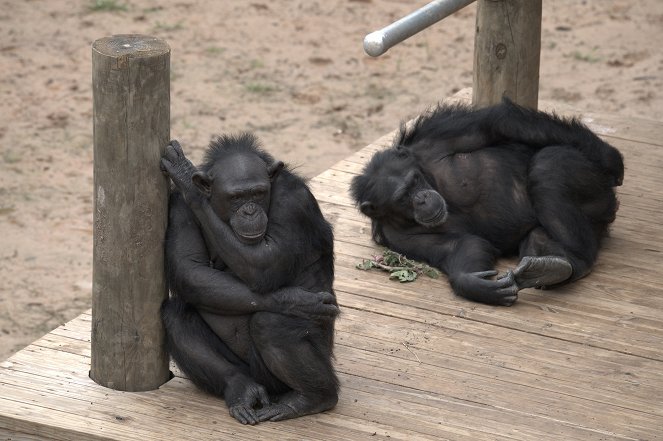 Triff die Schimpansen - Filmfotos