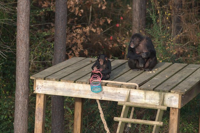 Meet the Chimps - Do filme