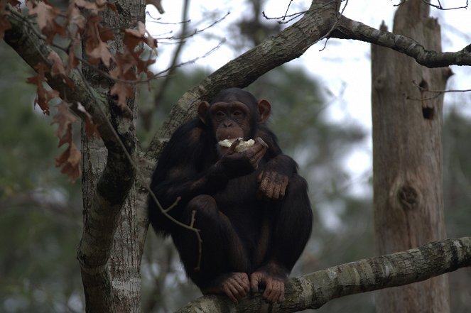 Vítejte u šimpanzů - Z filmu
