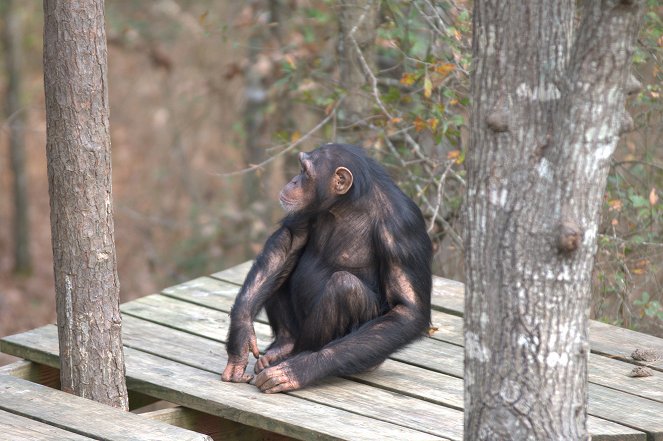Triff die Schimpansen - Filmfotos
