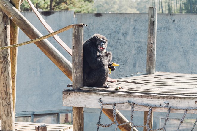 Meet the Chimps - Kuvat elokuvasta