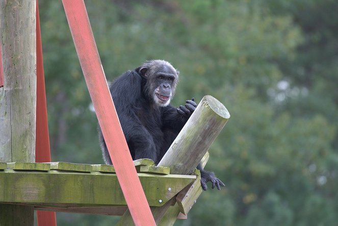 Meet the Chimps - Kuvat elokuvasta