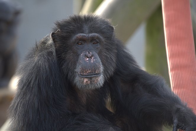 Meet the Chimps - Photos