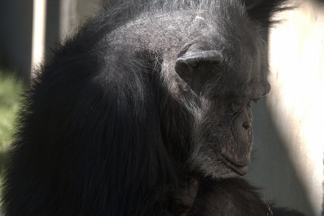 Meet the Chimps - Van film