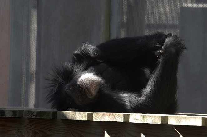 Meet the Chimps - Photos