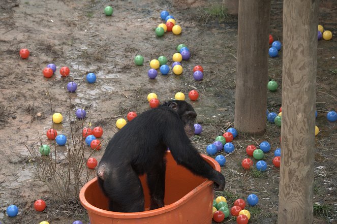 Meet the Chimps - Photos