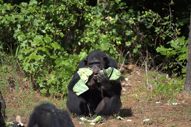 Meet the Chimps - Photos