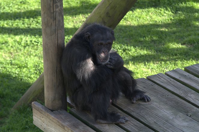 Csimpánzok: Élet a rezervátumban - Filmfotók