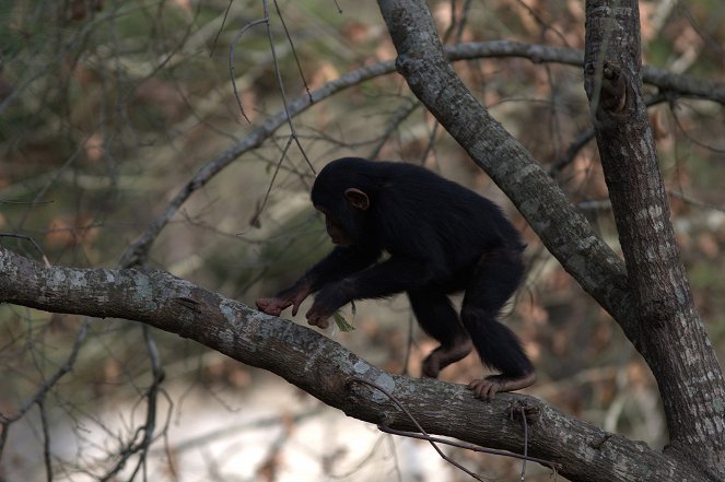Csimpánzok: Élet a rezervátumban - Filmfotók